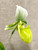 Paphiopedilum hennisianum christiansenii flower photo - green, yellow, white