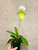Paphiopedilum hennisianum christiansenii plant for sale