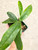 Paphiopedilum hennisianum christiansenii plant for sale
