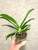 Phalaenopsis cornu-cervi fma flava plants for sale