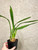 Miltonia spectabilis example of plants or sale