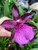Miltonia spectabilis | SapphireChild Orchids