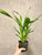 Miltonia Rick Hood example of plants for sale