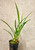 Cymbidium Aussie Dreamtime 'Pakkret' example of plants for sale