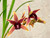 Cymbidium Aussie Dreamtime 'Pakkret' example flower photo