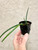 Leptotes Pat Thurtle (bicolor x pohlitinocoi) example of plants for sale