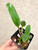 Cattlianthe Amorn Beauty x Rhyncholaelia digbyana example of plants for sale