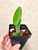 Cattleya GuiRen's Favourite (Tosapol Spot x aclandiae) example of plants for sale