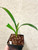 Clivia miniata Bicolor Picotee Hattori | seedlings | SapphireChild Orchids