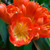 Choice variegated Clivia miniata | SapphireChild Orchids