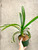 Choice variegated Clivia miniata plant for sale showing variable shades of green to cream stripes on the leaf