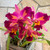 Ctt. Tropical Aurora 'PGC' - the parent of the seedlings available for sale