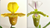 Paph (Sandra's Helen Maha 'Tiny Kitten' x spicerianum) parent flower photos, for reference.