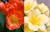 Example flower photo showing the parents of this cross.  Pod parent (left, orange) and pollen parent (right, yellow)