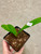 example of plants for sale
