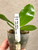 Phal bellina plants for sale
