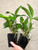 Dendrobium Rosy Cluster (farmeri x amabile) example of plants for sale - image shows two plants, you will get one of the plants shown.