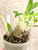 Ancistrochilus rothschildanus example of plants for sale