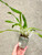 Ancistrochilus rothschildanus example of plants for sale