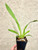Miltonia Breathless 'Florence' example of plants for sale