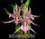 Bratonia Charles M Fitch 'Izumi' | SapphireChild Orchids