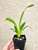 Bratonia (Miltassia) Charles M Fitch 'Izumi' AM/AOS example of plants for sale
