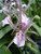 Bratonia Charles M Fitch 'Izumi' | SapphireChild Orchids