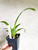 Bratonia Charles M Fitch 'Izumi' | SapphireChild Orchids