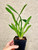 Bratonia Lavender Kiss 'Lavender Taffy' example of plants for sale