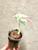 Charity Auction | Sinningia leuchotricha | SapphireChild Orchids