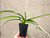 Charity Auction | Vanda Kupperi alba (lamellata x sanderiana) | SapphireChild Orchids