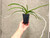 Charity Auction | Vanda Kupperi alba (lamellata x sanderiana) | SapphireChild Orchids