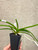 Charity Auction | Vanda Kupperi alba (lamellata x sanderiana) | SapphireChild Orchids