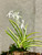 Example flower photo for Vanda (Neofinetia) falcata - note, available seedlings are not variegated