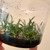 Example of flasks for sale of Vanda (Neofinetia) falcata