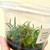 Example of flasks for sale of Vanda (Neofinetia) falcata