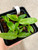 Example of community pots for sale of Paph Petula's Wonder x Sandra's Barbary Coast