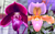 Paph Petula's Wonder x Sandra's Barbary Coast parent flower photos