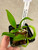 Bc. (Small World x Richard Mueller) x Sierra Doll example of community pots for sale