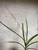 example of plants for sale of Holcoglossum subulifolium × Renanthera monachica