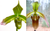 Paph javanicum f. floresianum x appletonianum var hainanense - photo shows the parents of this cross, with javanicum on the left and appletonianum on the right.
