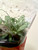 Paph javanicum f. floresianum x appletonianum var hainanense example of flasks for sale