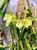 Mixed Combo pot Cattleya with Dorstenia | SapphireChild Orchids