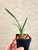 Cymbidium Clare Natasha  x canaliculatum example of plants for sale
