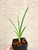 Cymbidium Australian Midnight example of plants for sale