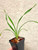 Cymbidium Enceladous example of plants for sale