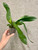 Phalaenopsis mariae example of plants for sale