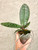 Phalaenopsis stuartiana example of plants for sale, showing the silver and green with red highlights foliage