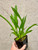 Oncidium Misaki Twinkle Obry example of plants for sale