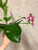 Phalaenopsis Penang Girl with fern | SapphireChild Orchids